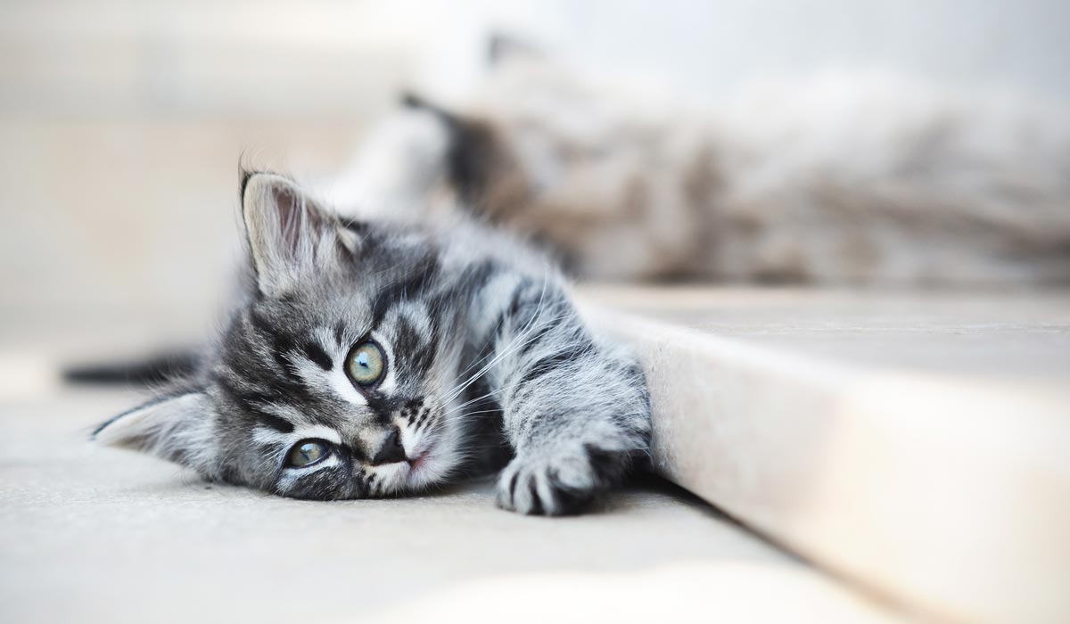 Hideo premium website template